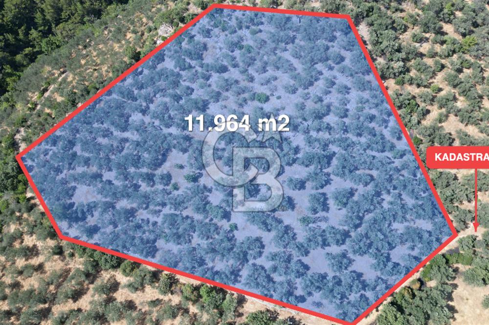 AYVACIK PAŞAKÖY'DE 11.964 M2 SATILIK VERİMLİ FIRSAT ZEYTİNLİK !!