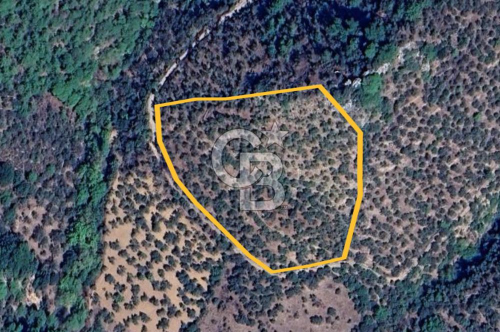 AYVACIK PAŞAKÖY'DE 11.964 M2 SATILIK VERİMLİ FIRSAT ZEYTİNLİK !!
