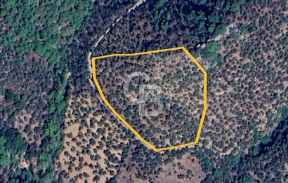 AYVACIK PAŞAKÖY'DE 11.964 M2 SATILIK VERİMLİ FIRSAT ZEYTİNLİK !!