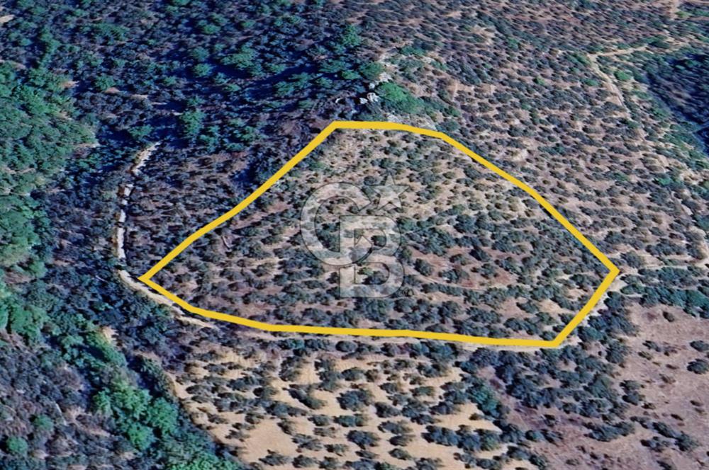 AYVACIK PAŞAKÖY'DE 11.964 M2 SATILIK VERİMLİ FIRSAT ZEYTİNLİK !!
