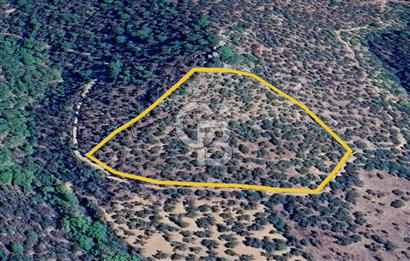 AYVACIK PAŞAKÖY'DE 11.964 M2 SATILIK VERİMLİ FIRSAT ZEYTİNLİK !!