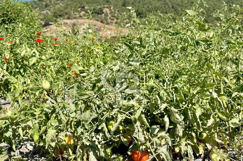 ÇANAKKALE MERKEZ TERZİLER KÖYÜNDE SATILIK ÖZEL HOBİ BAHÇESİ !!!