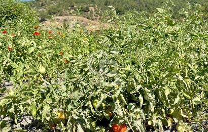ÇANAKKALE MERKEZ TERZİLER KÖYÜNDE SATILIK ÖZEL HOBİ BAHÇESİ !!!