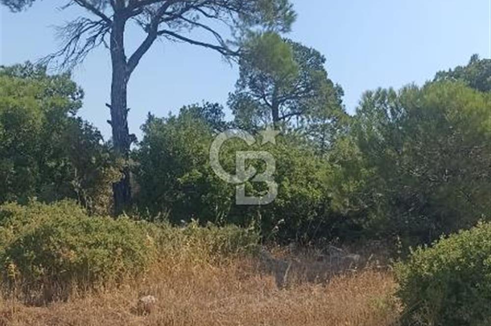İzmir bergama koyunelinde aliaga yakin koykenari arazi