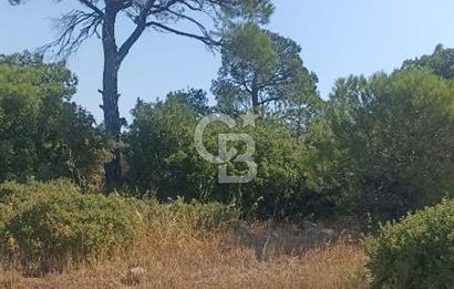 İzmir bergama koyunelinde aliaga yakin koykenari arazi