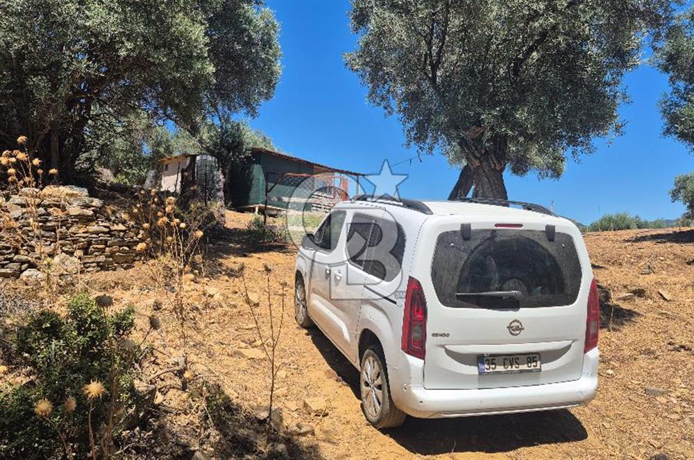 İzmir Bayındır Çeniklerde İçinde Prefabrik Evi Bulunan 202 m Müstakil Tapulu Zeytinlik 