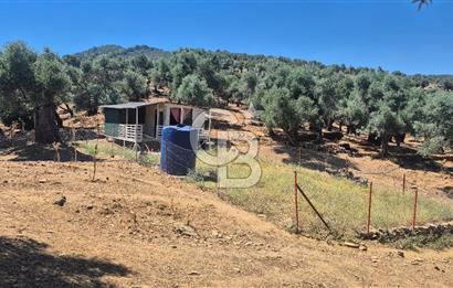 İzmir Bayındır Çeniklerde İçinde Prefabrik Evi Bulunan 202 m Müstakil Tapulu Zeytinlik 
