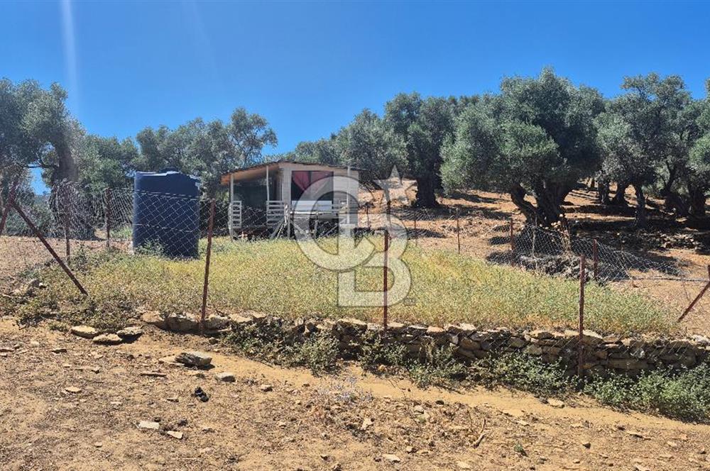 İzmir Bayındır Çeniklerde İçinde Prefabrik Evi Bulunan 202 m Müstakil Tapulu Zeytinlik 