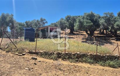 İzmir Bayındır Çeniklerde İçinde Prefabrik Evi Bulunan 202 m Müstakil Tapulu Zeytinlik 