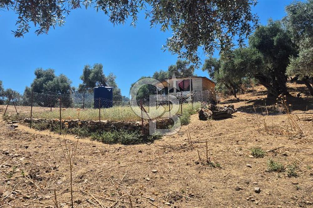 İzmir Bayındır Çeniklerde İçinde Prefabrik Evi Bulunan 202 m Müstakil Tapulu Zeytinlik 