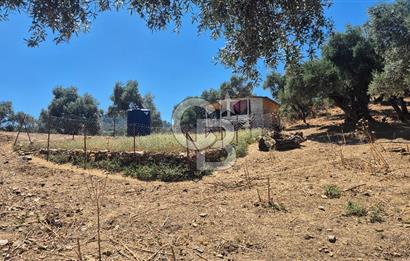 İzmir Bayındır Çeniklerde İçinde Prefabrik Evi Bulunan 202 m Müstakil Tapulu Zeytinlik 