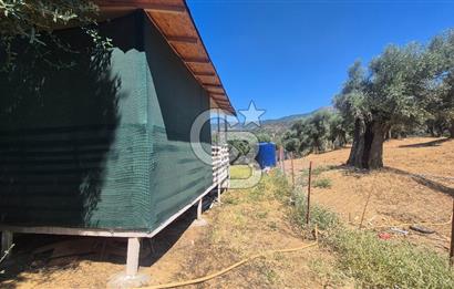 İzmir Bayındır Çeniklerde İçinde Prefabrik Evi Bulunan 202 m Müstakil Tapulu Zeytinlik 