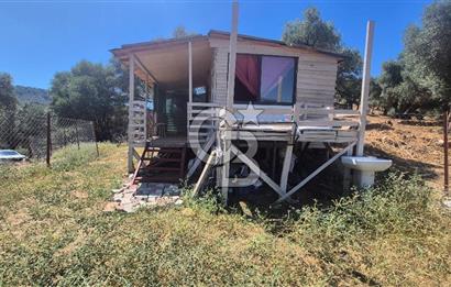 İzmir Bayındır Çeniklerde İçinde Prefabrik Evi Bulunan 202 m Müstakil Tapulu Zeytinlik 