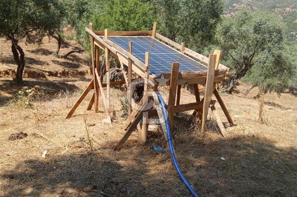 İzmir Bayındır Çeniklerde İçinde Prefabrik Evi Bulunan 202 m Müstakil Tapulu Zeytinlik 