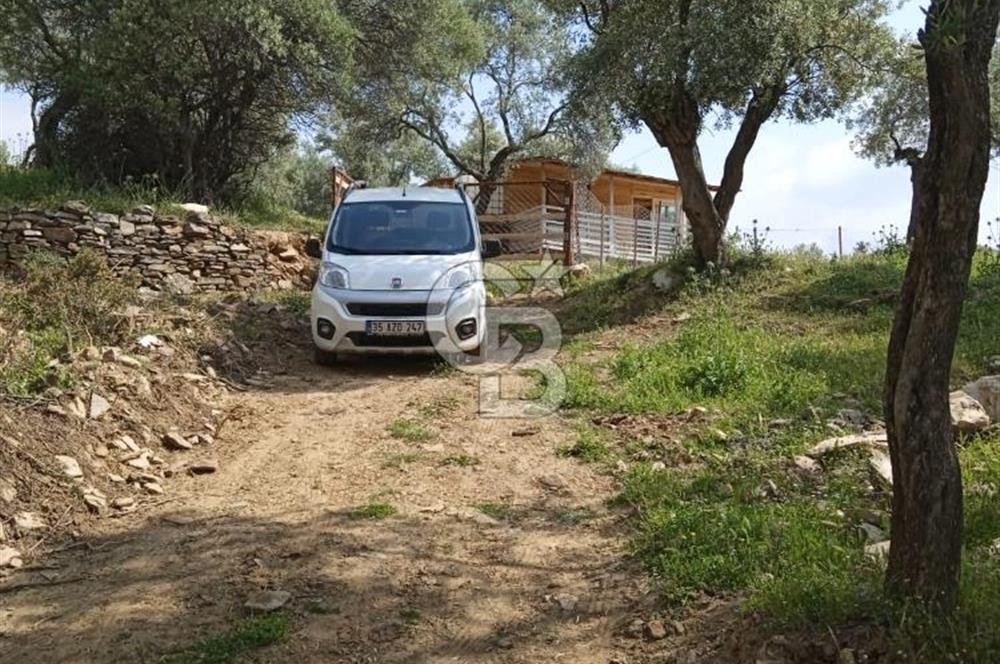 İzmir Bayındır Çeniklerde İçinde Prefabrik Evi Bulunan 202 m Müstakil Tapulu Zeytinlik 