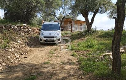 İzmir Bayındır Çeniklerde İçinde Prefabrik Evi Bulunan 202 m Müstakil Tapulu Zeytinlik 