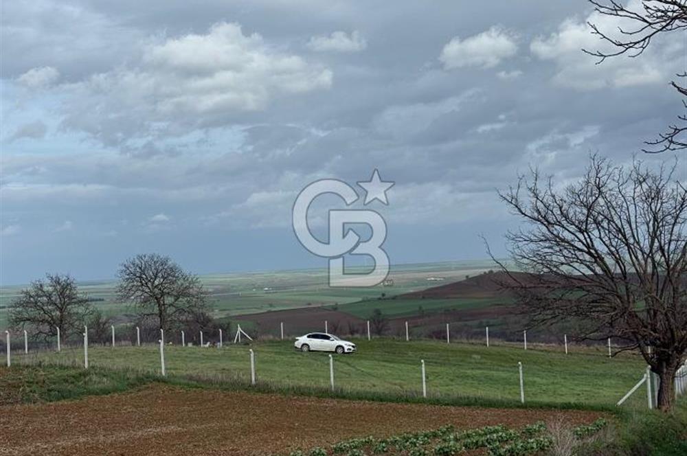 Tekirdağ Muratlı Balaban'lı da Satılık Bağ Yeri