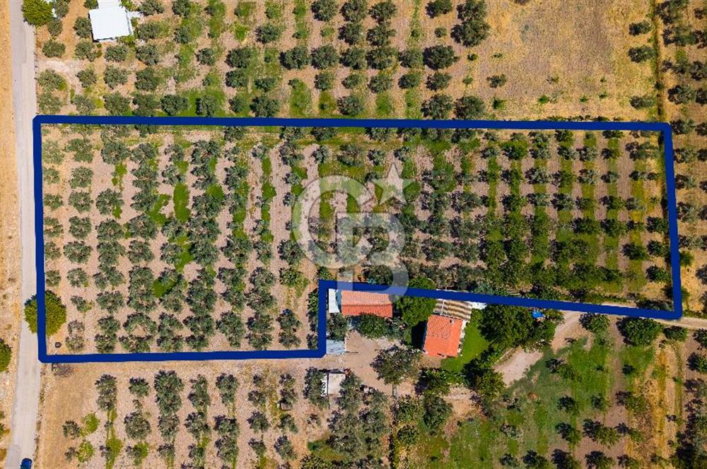 Foça Yenibağarası Mah. Satılık Zeytinli Tarla