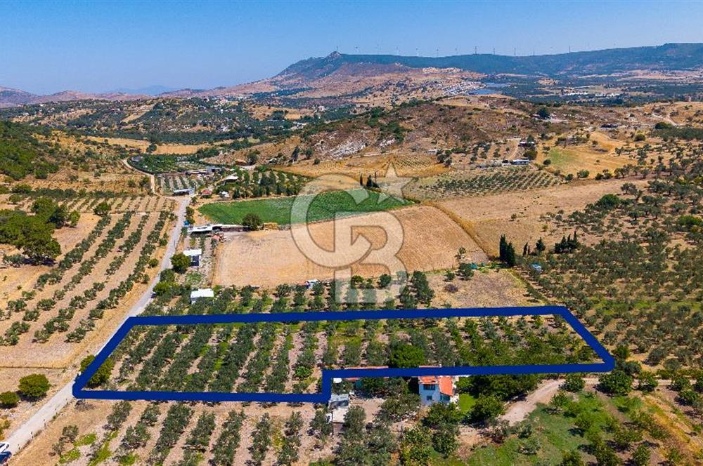 Foça Yenibağarası Mah. Satılık Zeytinli Tarla