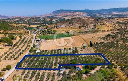 Foça Yenibağarası Mah. Satılık Zeytinli Tarla