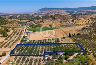 Foça Yenibağarası Mah. Satılık Zeytinli Tarla - 7 - 367242