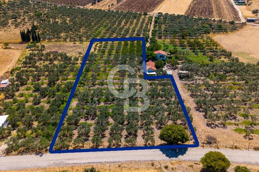 Foça Yenibağarası Mah. Satılık Zeytinli Tarla