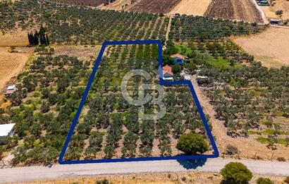 Foça Yenibağarası Mah. Satılık Zeytinli Tarla