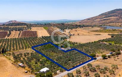 Foça Yenibağarası Mah. Satılık Zeytinli Tarla