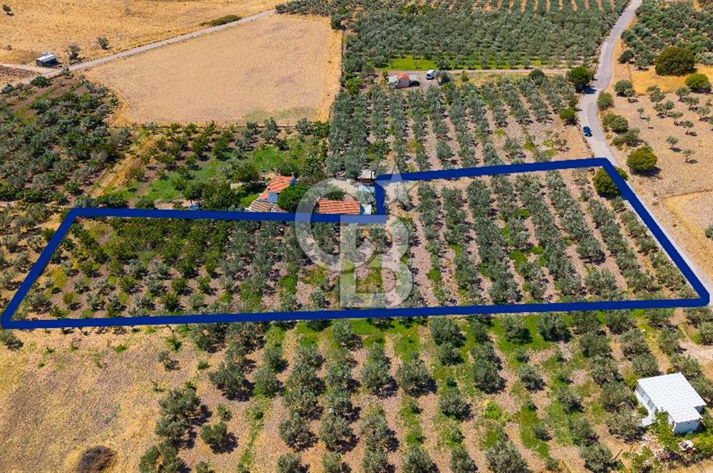 Foça Yenibağarası Mah. Satılık Zeytinli Tarla