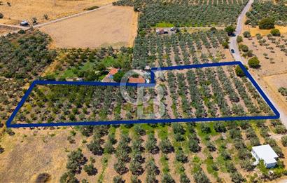 Foça Yenibağarası Mah. Satılık Zeytinli Tarla