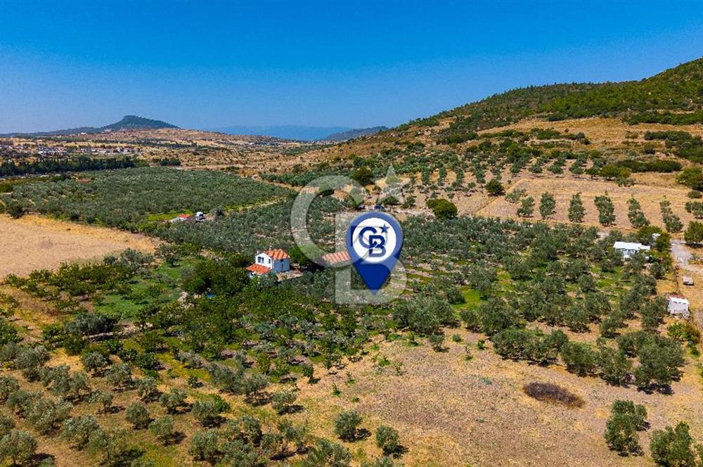 Foça Yenibağarası Mah. Satılık Zeytinli Tarla
