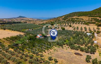 Foça Yenibağarası Mah. Satılık Zeytinli Tarla