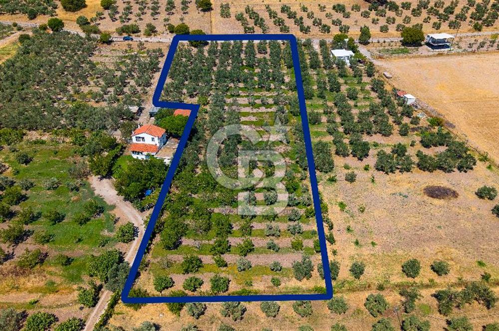 Foça Yenibağarası Mah. Satılık Zeytinli Tarla