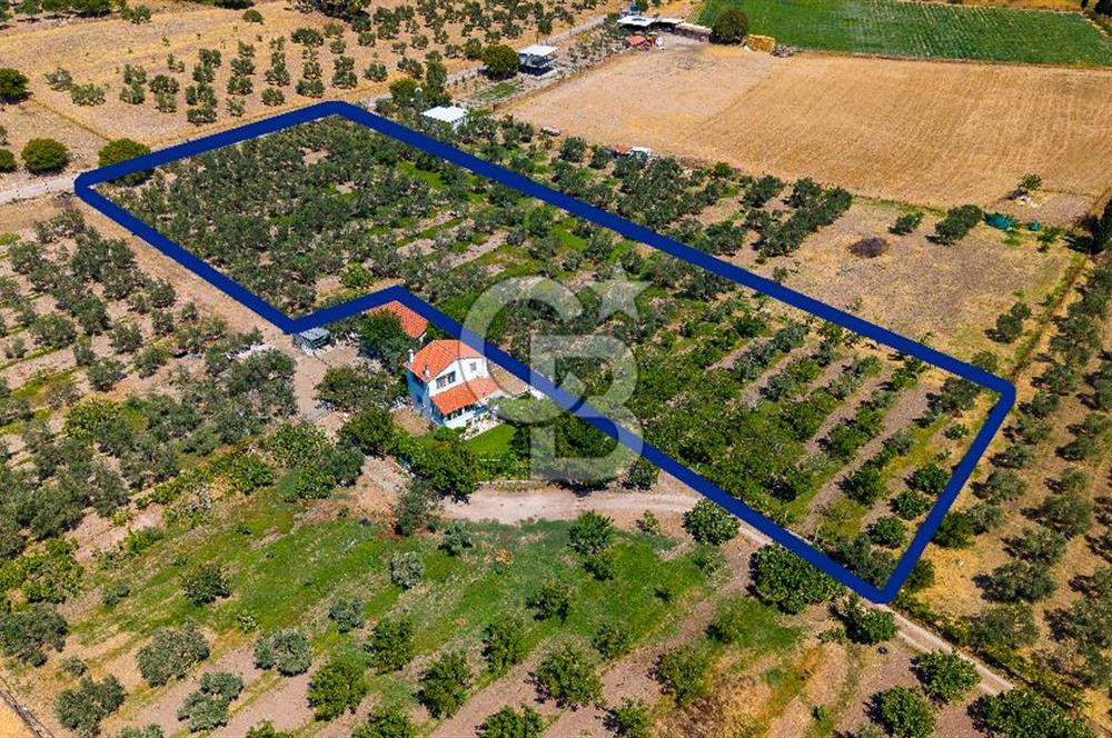 Foça Yenibağarası Mah. Satılık Zeytinli Tarla