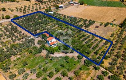 Foça Yenibağarası Mah. Satılık Zeytinli Tarla