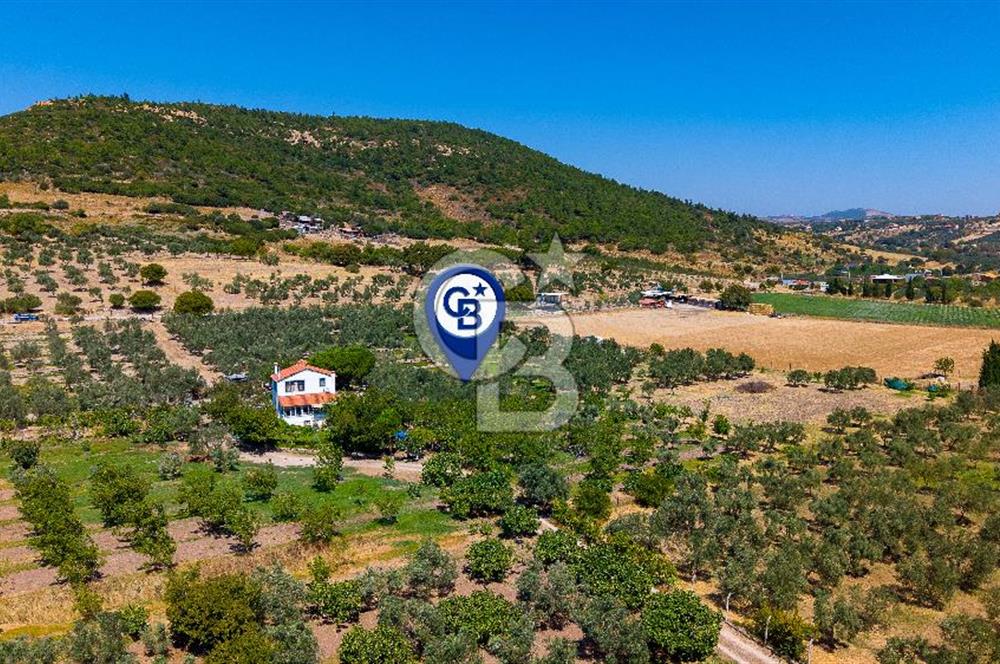 Foça Yenibağarası Mah. Satılık Zeytinli Tarla
