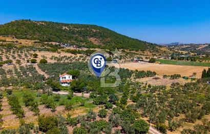 Foça Yenibağarası Mah. Satılık Zeytinli Tarla