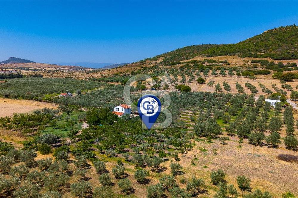 Foça Yenibağarası Mah. Satılık Zeytinli Tarla