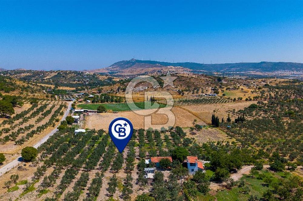 Foça Yenibağarası Mah. Satılık Zeytinli Tarla