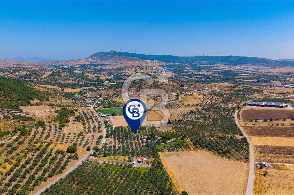 Foça Yenibağarası Mah. Satılık Zeytinli Tarla