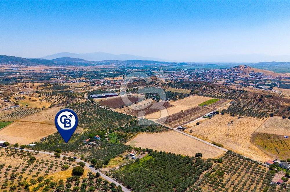Foça Yenibağarası Mah. Satılık Zeytinli Tarla