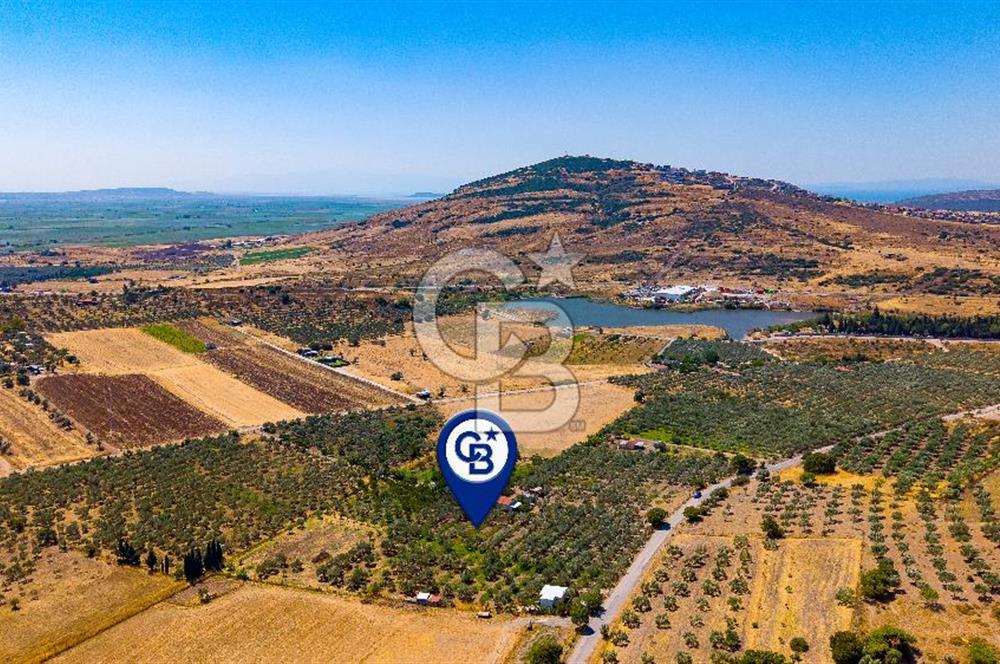 Foça Yenibağarası Mah. Satılık Zeytinli Tarla