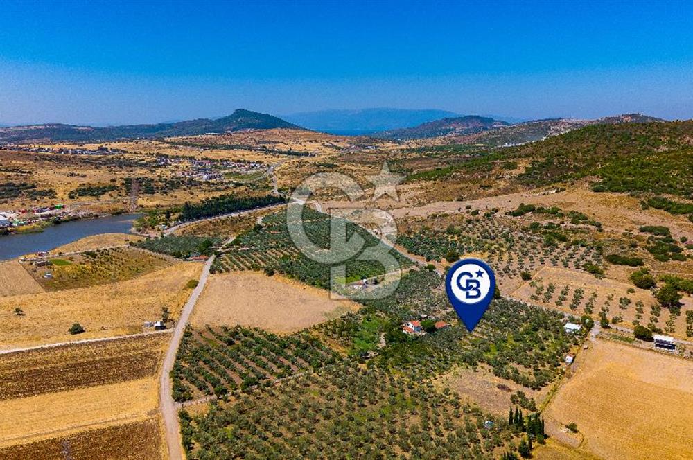 Foça Yenibağarası Mah. Satılık Zeytinli Tarla