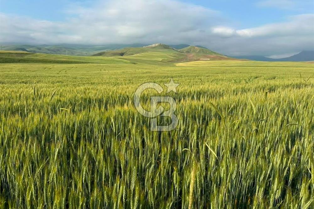 48 dönüm Verimli Satılık Tarla Ana yola 550 metre