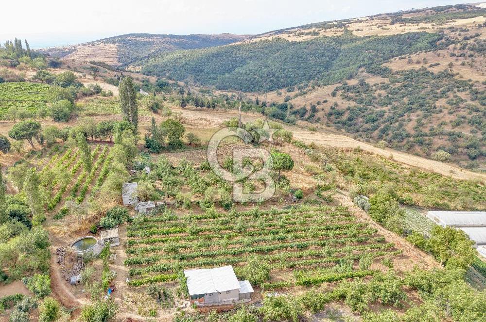CB KİNG'DEN KARESİ ZİYARETLİ'DE VERİMLİ KÖY İÇİ SATILIK BAHÇE