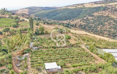 CB KİNG'DEN KARESİ ZİYARETLİ'DE VERİMLİ KÖY İÇİ SATILIK BAHÇE