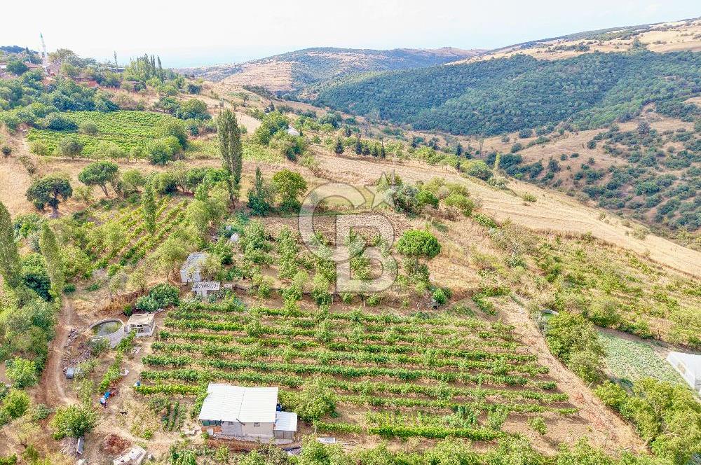 CB KİNG'DEN KARESİ ZİYARETLİ'DE VERİMLİ KÖY İÇİ SATILIK BAHÇE