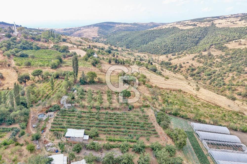 CB KİNG'DEN KARESİ ZİYARETLİ'DE VERİMLİ KÖY İÇİ SATILIK BAHÇE