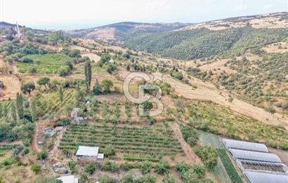 CB KİNG'DEN KARESİ ZİYARETLİ'DE VERİMLİ KÖY İÇİ SATILIK BAHÇE