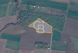 Çorlu Yenice Mahallesinde 4.075 M² Satılık Fırsat Tarla! - 6 - 367508